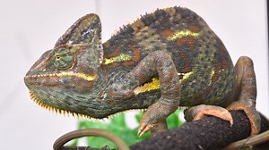 Pascal the chameleon reunited with family. He eluded capture — and hungry predators — for 8 months