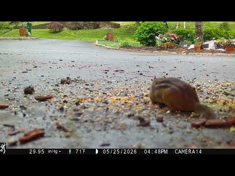 Chipmunk Feeding