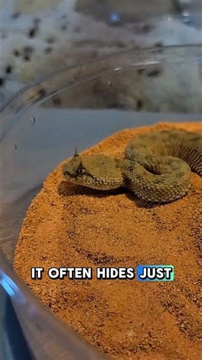 The Horned Snake That Hides in Plain Sight!? 😱😲 #snake #viper #wildlife