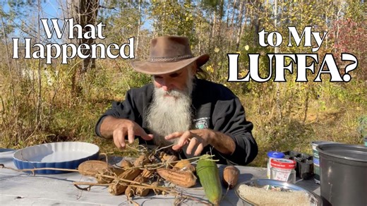 Mini Luffas For Quick Harvest – Grow And Dry Efficiently