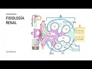 Distribución del líquido extracelular entre los espacios intersticiales y el sistema vascular.