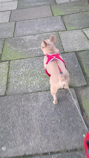 #viral #criador #pet