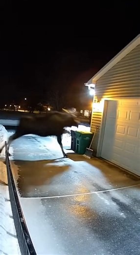 Moose Rams and Destroys Family’s Garage Door in Early Morning Incident. Monday, December 2, 6:18 a.m., residential neighborhood in Anchorage, Alaska — A family preparing for work and school got an unexpected shock when a large moose charged their home and smashed through the garage door, according to local wildlife authorities. The incident happened just after sunrise as the animal wandered into the neighborhood, likely searching for food among shrubs and trees buried under fresh snow. Security 
