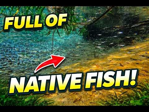 Several Species Of Native Fish Were Found In The Crystal-Clear Stream.