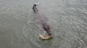 30-minute fight for survival: Turtle tricks giant crocodile