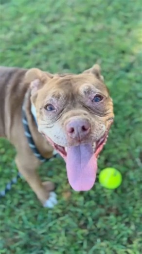 1.6K views · 57 reactions | MISS PIGGY (1207925) Golden Girl...