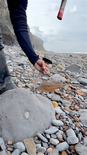 108K views · 1.6K reactions | Here’s a huge loose slab filled with Jurassic Age fossils that we found on the beach whilst hunting for fossils ⚒️ We found a beautiful Ammonite in a HUGE nodule roughly 185 Million Years Old!  Thank you in advance for supporting our page!  #fossil #beachcombing #ammonite #fossilhunting #fyp #fblifestyle | Yorkshire Fossils | Facebook