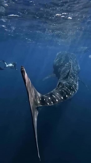 Baby Whale Shark #animals #whalewatching #sharks #oceanview #viewers #reelschallenge | Blue Whale