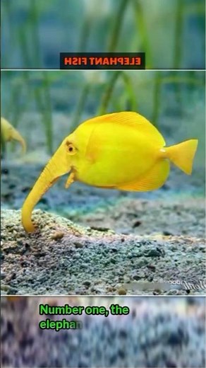 WORLD’S WEIRDEST Sea Creatures You Won’t Believe Exist?