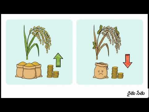 🌾 వరిలో కంకి నల్లి నియంత్రణ | Rice Earhead Bug Symptoms & Control Telugu