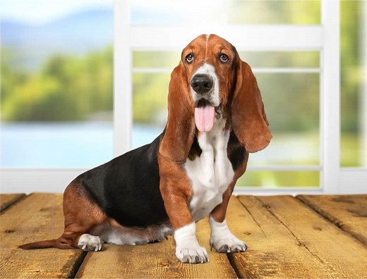 Basset Hound Colors: Rarest to Most Common