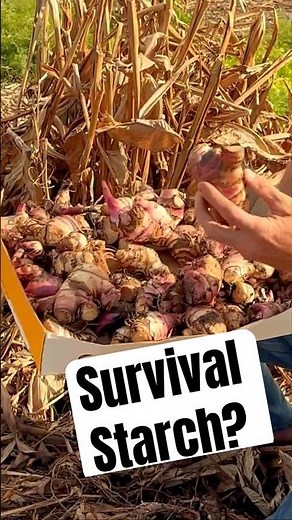 Grow This Failproof Survival Food: Queensland Arrowroot 🌱