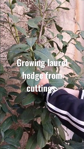 How to grow laurel hedge from cuttings