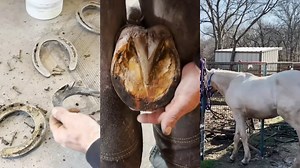 The Ultimate Guide to Horse Farrier Cleaning: Keep Your Hooves Healthy