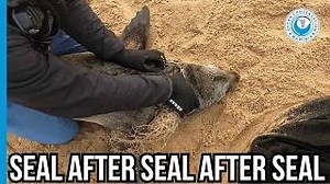 We miss the cold. Not for the weather, but for the seals. In winter, entangled seals haul out on the beach to rest and warm up. They’re easier to spot, easier to catch, and easier to help. We often free more than a dozen seals in a single day. But summer? It’s a whole different story. When it gets hot, the seals become skittish. One wrong move, and the entire colony bolts into the sea. They’re too alert, too quick, and too desperate to cool down. This doesn’t mean the entanglements have stopped.