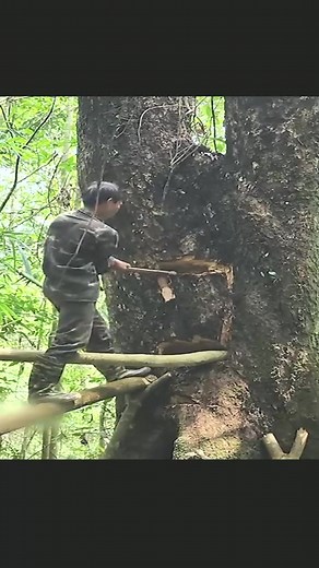 3.4K views · 67 reactions | Make shelter on dry trees. #treehouse #bushcraft #camping #camp #build #building #shelter #survival #foryou #viral | Bush Craft | Facebook