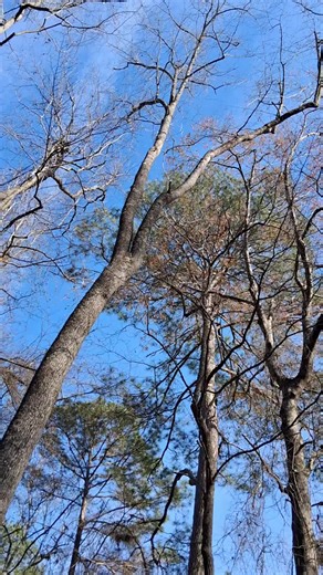 Pics from Howell Woods environmental learning center. #savetheashtree #uptouscommunity