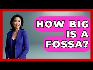 How Big Is A Fossa? - The Wild Life Explorer