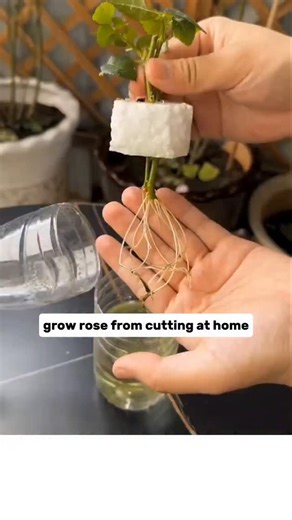 Crop and Craft on Instagram: "Grow New Roses from Old Stems 🌹 Easy Water Bottle Propagation 🌱 Don’t throw away rose stems after blooming! 🌹 Cut below the flower, trim the leaves, and slice the base at 45°. Place it in foam and a half-cut water bottle with water. Keep in a cool, shaded spot — roots will appear in about 20 days! 🌱 A simple, effective way to grow new rose plants at home. #reels #agriculture #viral #farming #usa #gardening #tiktok #RosePropagation #GardeningTips #GrowRoses #Plan