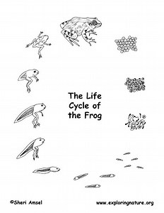 Reproduction/Developtment