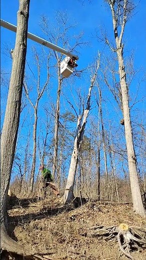 TREE EXPERTS 🧬 #arborist #chainsaw #stihl #powertool #tree