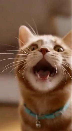 When Kibble Gets a MIND of Its OWN! 🤯😼