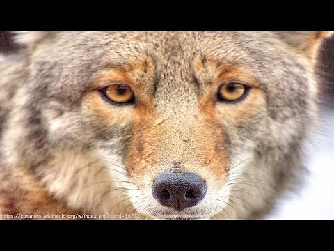 Coyotes Barking and Howling