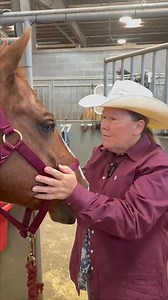 41K views · 653 reactions | Every great ride starts with a good pep talk.  Watch the AQHA Versatility Ranch Horse World Championships live: aqha.com/vrhworld | American Quarter Horse Association | Facebook