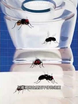 Uncover the Secrets of Female Fruit Flies: A Glimpse into Nature's World