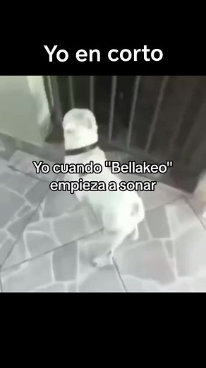 Perreo Intenso 🥴😅🙈 #reelsinsta #reelsfb #mexico #humor #comedia #videoviral #reels #viral #tendencias #tiktok #perros #perro #animales #fb #viralpost #reels2024 #fyp2024 #viral2024 | Tendencias Virales