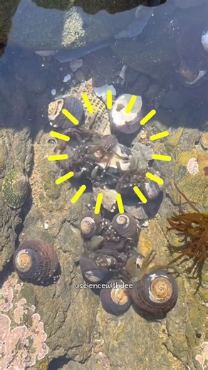 Hermit Crab Shell Exchange! #hermitcrab #nature