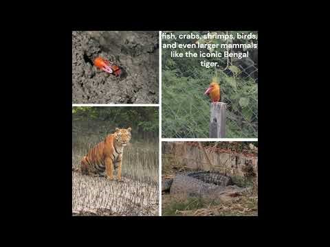 Anthropocene and the Mangroves