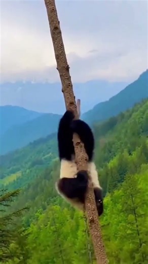 Cutest Panda Falling Off Treetop #cute #worldwonders