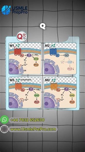 Master GPCR Pathways Fast: QISS, QI Q, & SIQ! 🧠