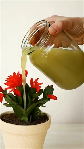 13K views · 59 reactions | How to Convert Washed Rice Water into a Liquid to Enhance Plant Growth. | Simple Living Solutions | Facebook