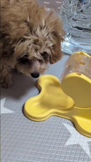 My 4 month old puppy can now play like this!🥰2025.11.3🏴󠁧󠁢󠁷󠁬󠁳󠁿