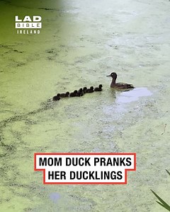 Mom duck tricks her ducklings in adorable prank 🦆😂 | LADbible Ireland