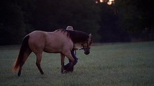 Equine | Expert Solutions for All Your Equine Needs