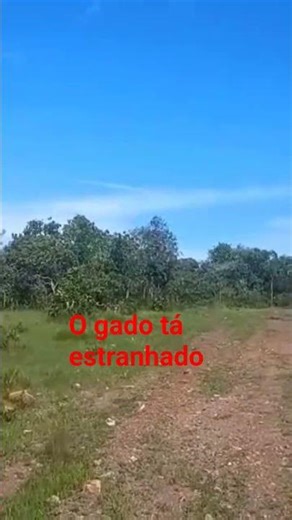 o gado tá estranhado e janta fugindo