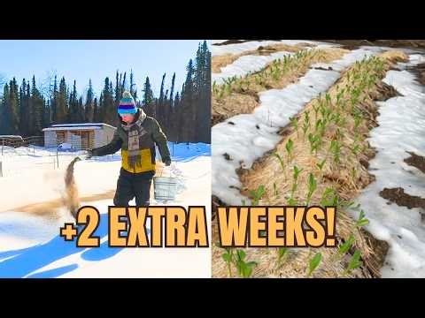 Secret Alaska Garden Hack: This Gives Us 2 Extra Weeks | Coop Flood Fix