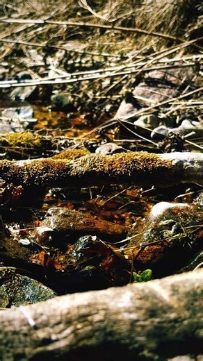 🌑 Fragile Twilight Stream X Chest Burster | Dark Gothic Dusk Stream #darknature #alien