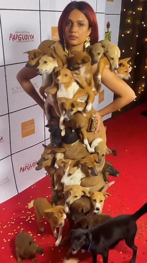 22M views · 815 reactions | Indian Stray Dog Gown 瑩 | Sherry Soni | Facebook