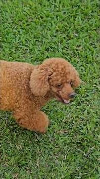 Nút đồ nâu cute