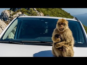 Inside-Out Rock Tours Gibraltar