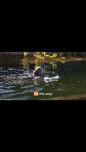 13K views · 43 reactions | Sheep farmer made this organic pool. Substack link in bio. | Natural Pools | Facebook