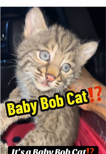 Rescue of a Baby Bobcat Found on Road