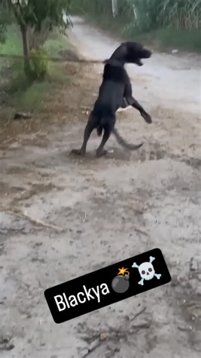 ♠️⚔️ Shok Shikar ♠️⚔️ on Instagram: "⚔️ Shok shikar ⚔️"