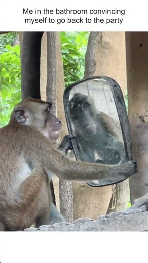 Monkey Admires Himself In The Mirror