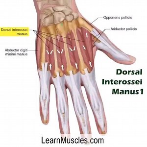 🔹️ LearnMuscles.com 🔹️ Excellence-in-education 🏅 🌟The Dorsal Interossei Manus muscles are members of the Central Compartment Group of intrinsic muscles of the hand, composed of the: 1️⃣Adductor pollicis 2️⃣Lumbricals manus 3️⃣Palmar interossei 4️⃣Dorsal interossei manus 🔸️There are four Dorsal Interossei Manus muscles, named #1, #2, #3, and #4 from radial/lateral (thumb side) to ulnar/medial (little finger side). ATTACHMENTS: 🔸️The dorsal interossei manus attach from the metacarpals to the