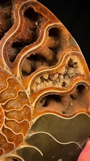 Discovering Calcite Crystals in Fossilized Ammonites